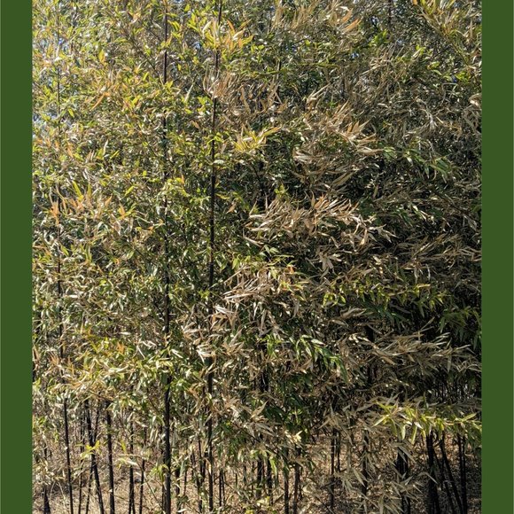 Bamboo Photographic Art Print - Picture 3 of 12